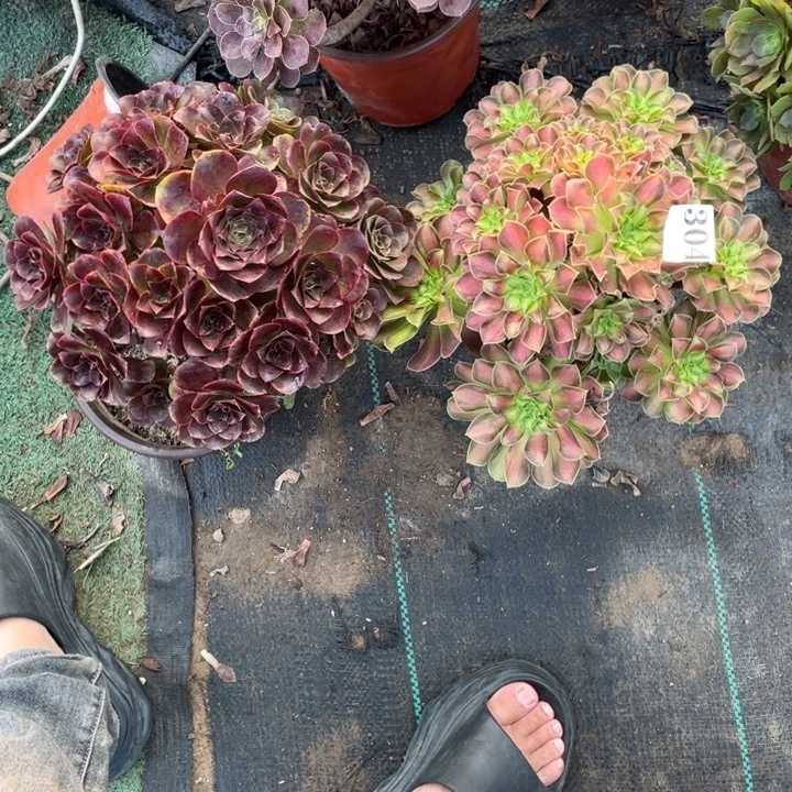 304号两颗法师组合