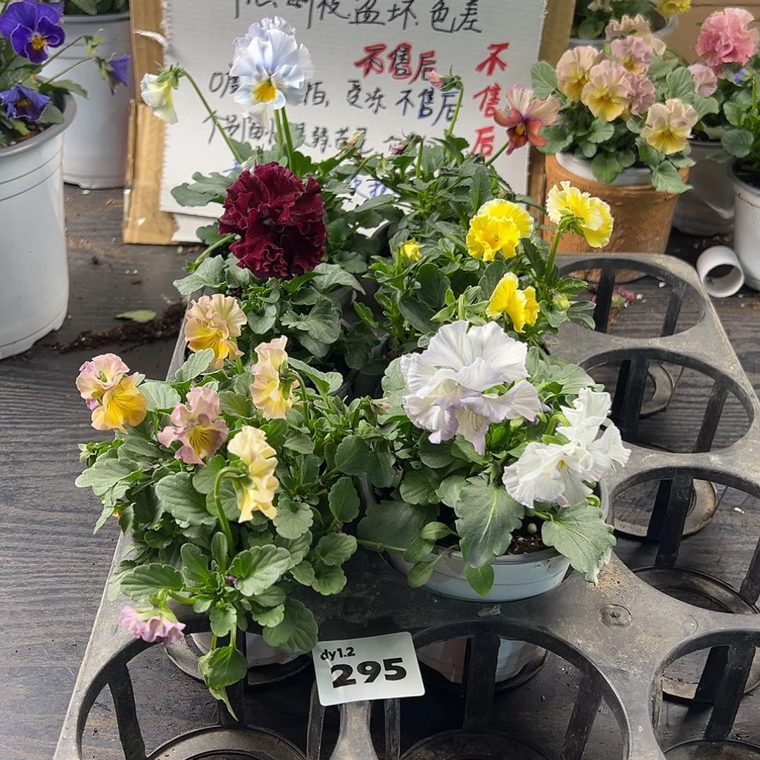 大部分花苞少量开放295号