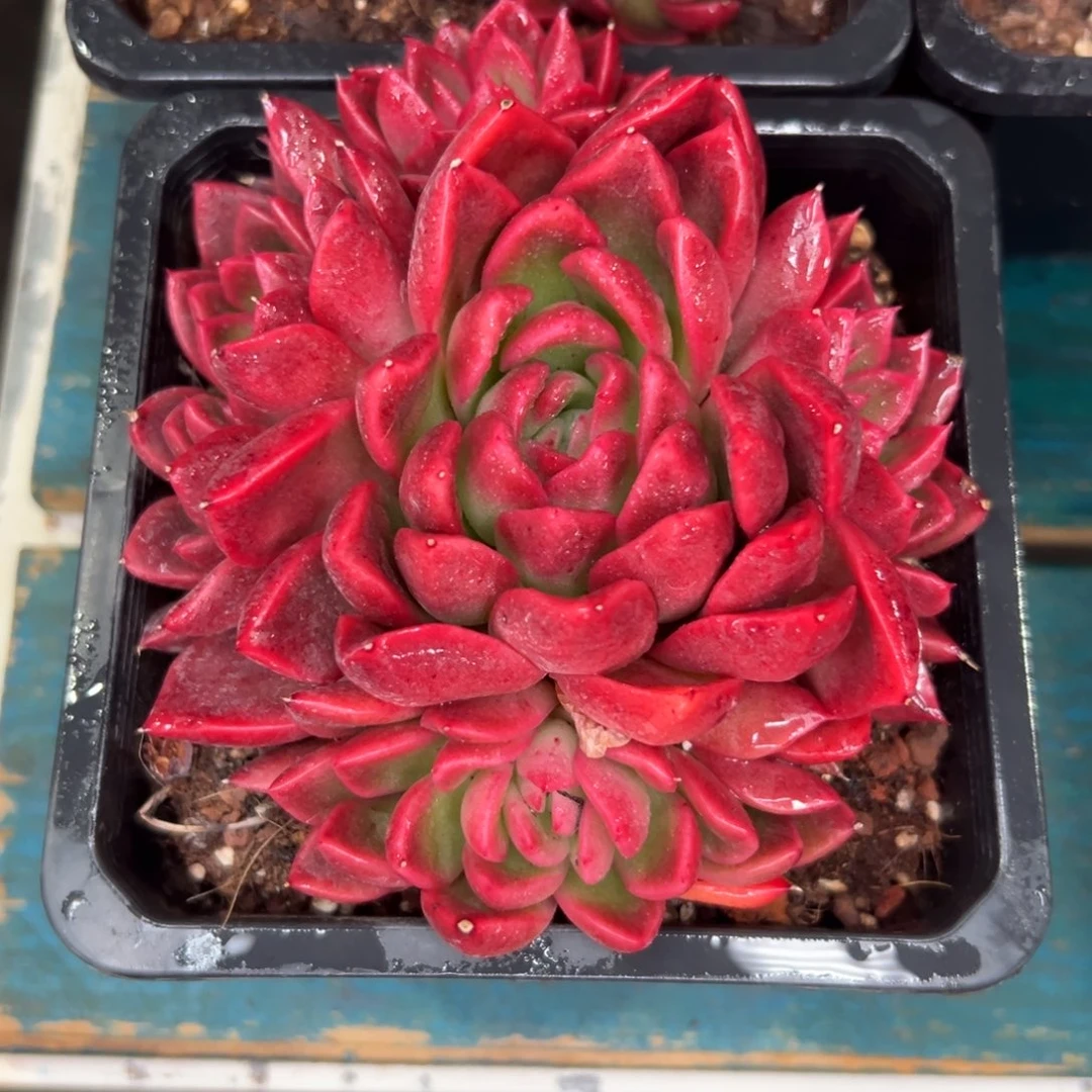 从前慢花园多肉精选编号1.3火焰玫瑰