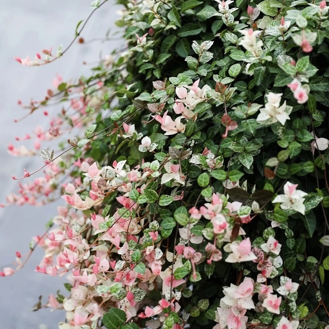 花叶络石绿植盆栽花卉多年生四季常青庭院阳台花境植物