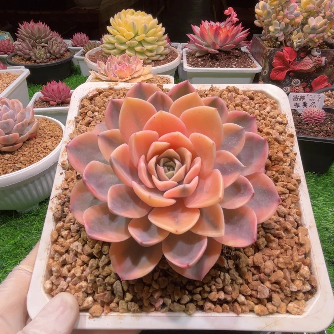 汉堡锦，一物一拍。