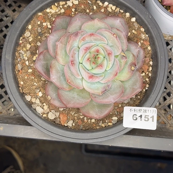 阿雅园艺。       6151