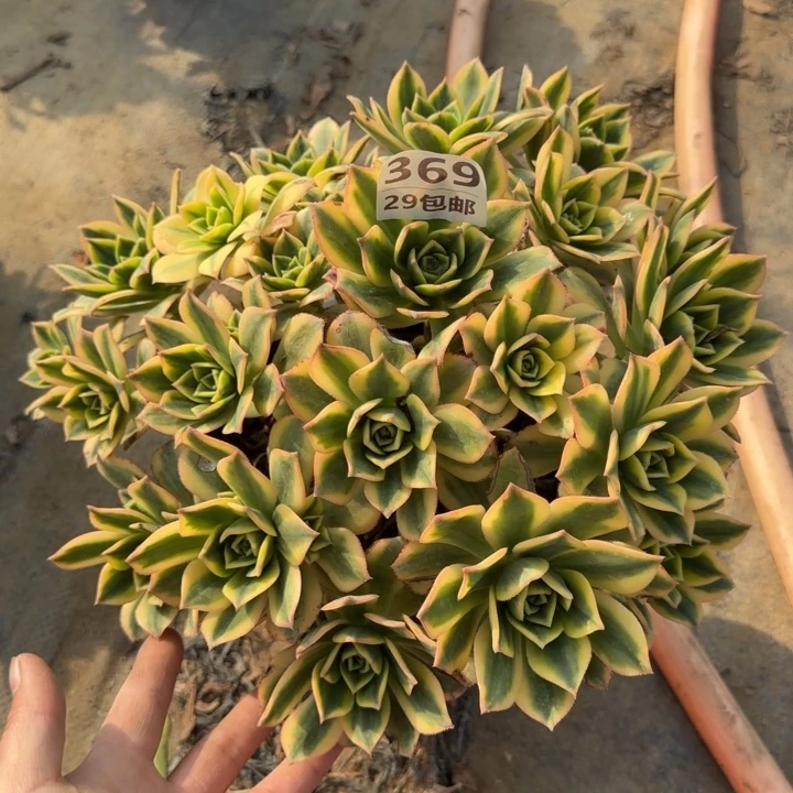 星爆……多肉植物……