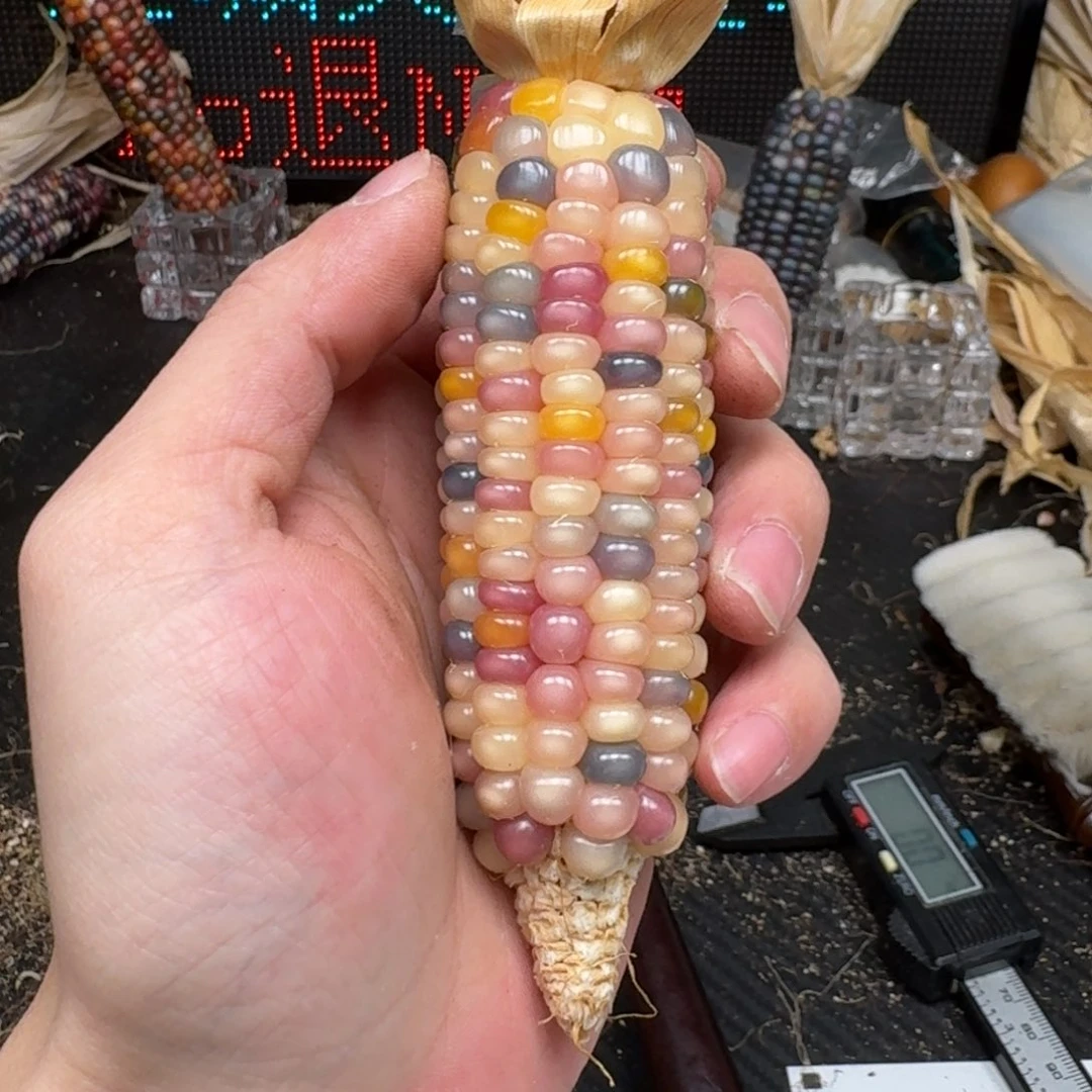 柏香籽/百香籽吊坠梵*山