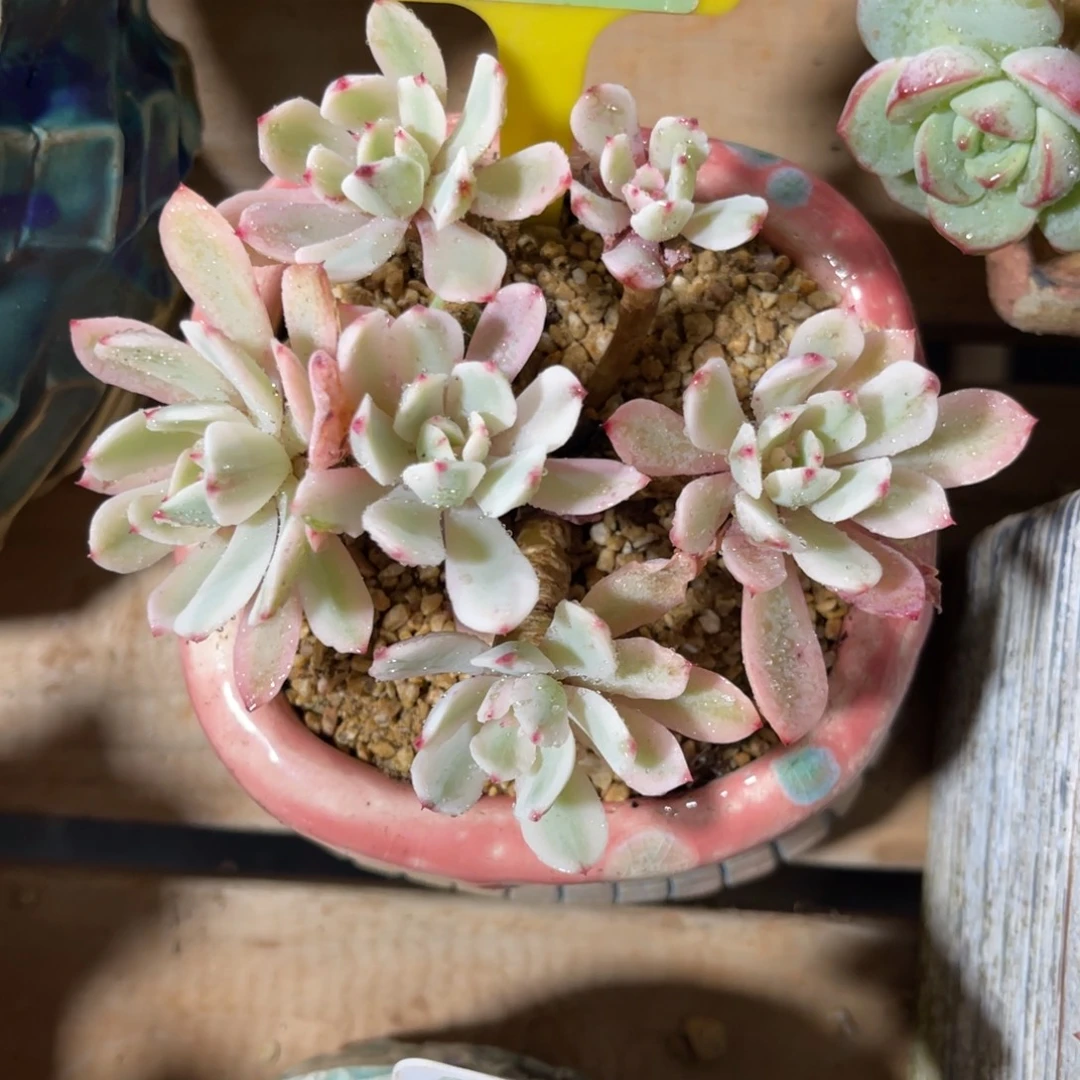 云尘多肉一物一拍不含盆1296，