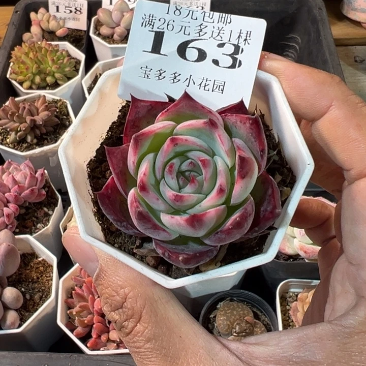 惊鸿仙子一物一拍多肉满20元包邮明天发货