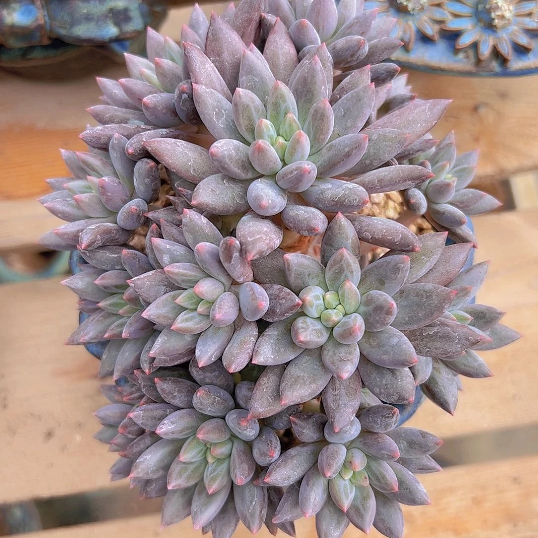 红蜻蜓捧花11111111