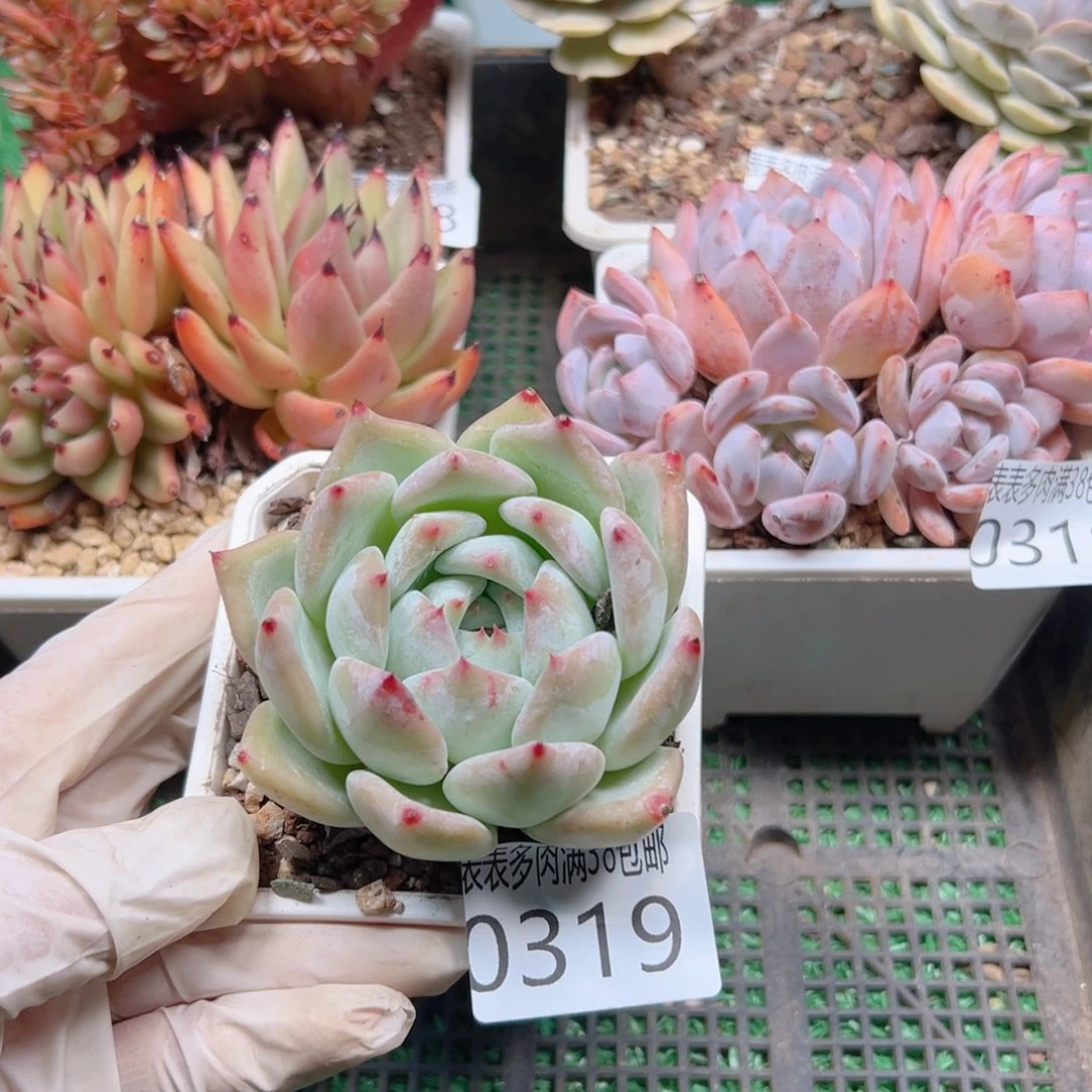 多肉一物一拍植物0319