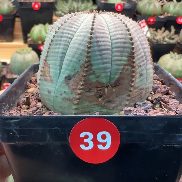 39号（欧系布纹八年老球）实生带盆（尺寸直径）-（ 6.3 ）厘米