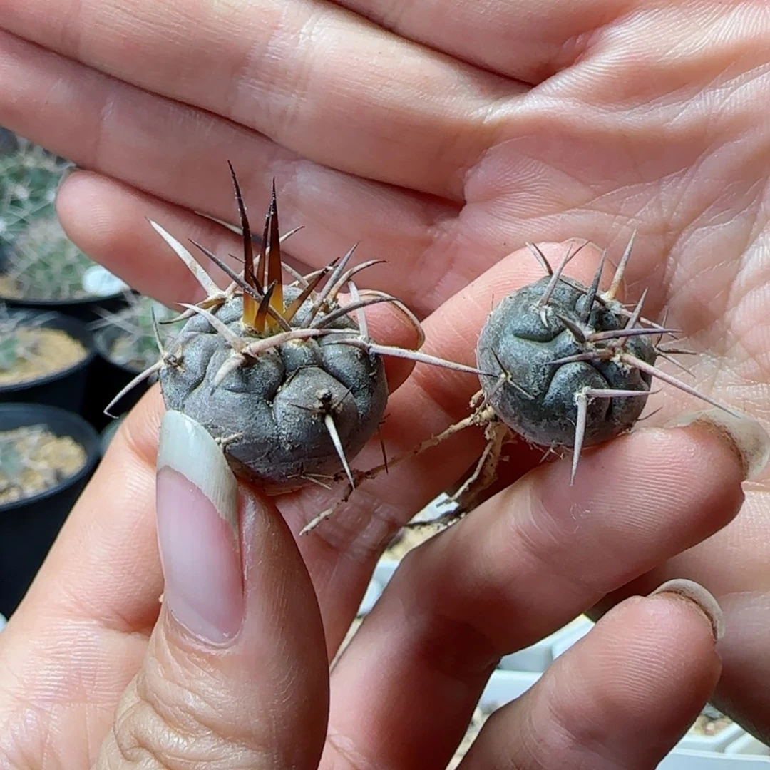 实生守金摩天龙多肉