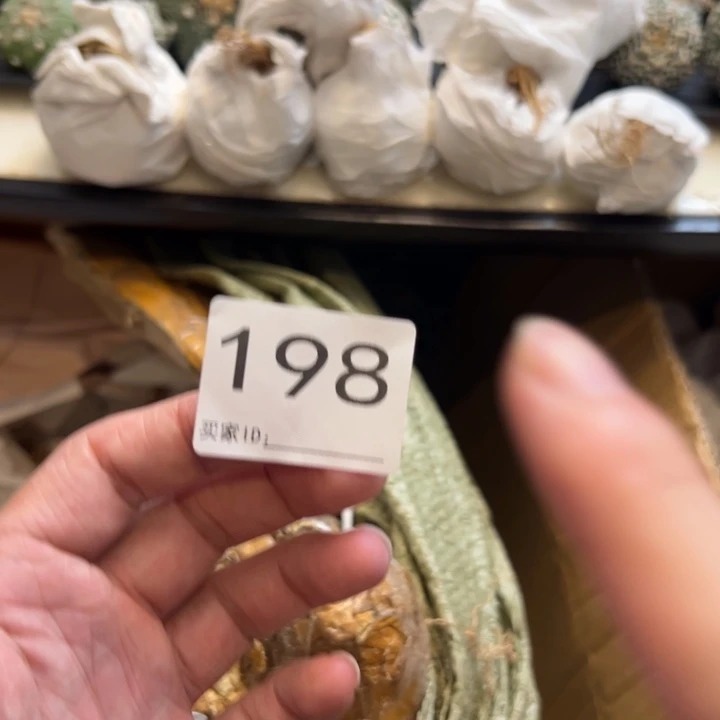 别****兜星球仙人球198号球