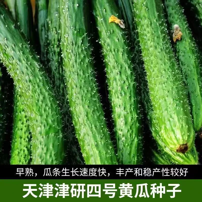 津研四号黄瓜种子绿皮绿瓤甜脆嫩绿黄瓜约50粒【全店满4.9包邮】