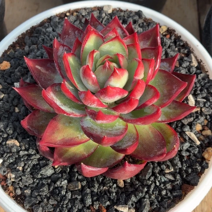 开播福利惊鸿仙子