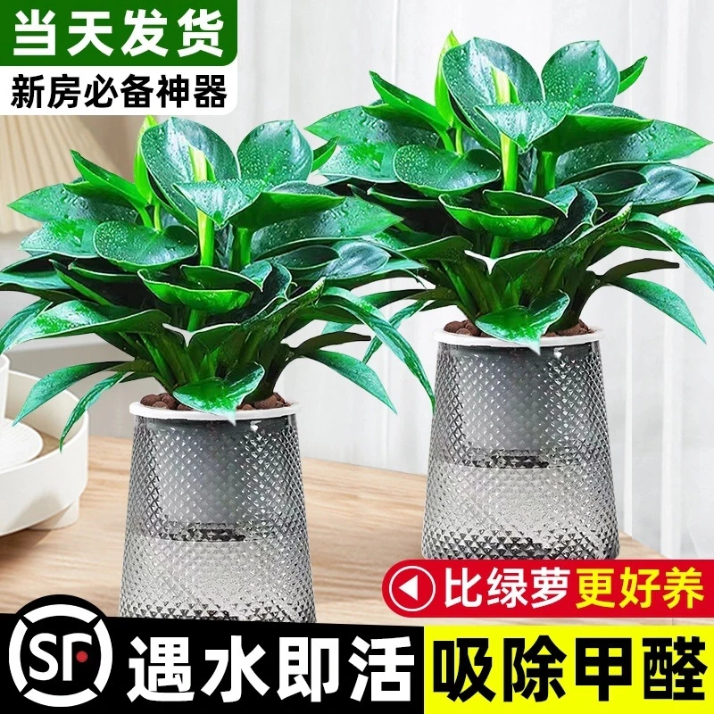 【甲醛克星】金钻盆栽绿萝箩水培植物室内好养花卉绿植多肉
