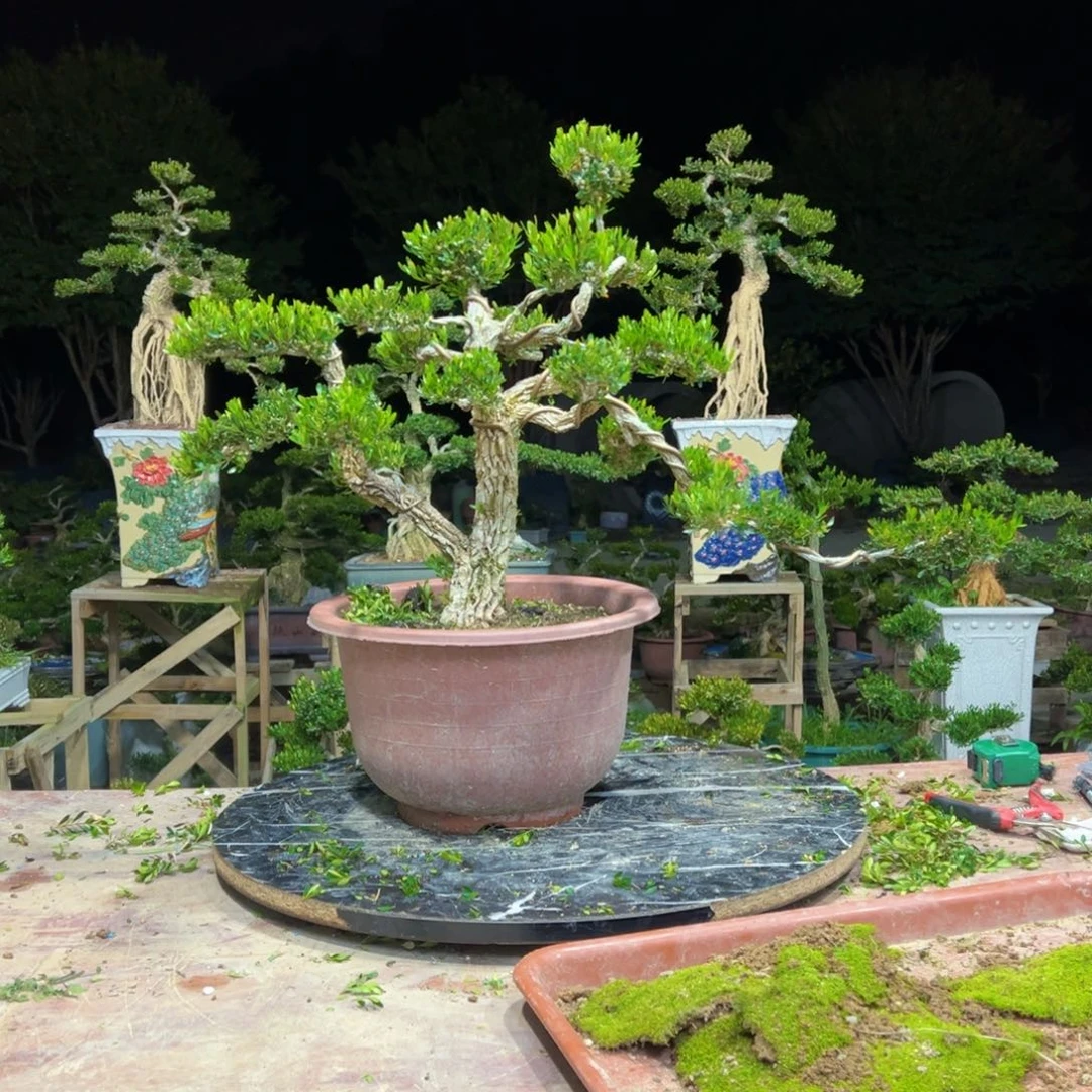 无花朵广东皱皮雀舌黄杨