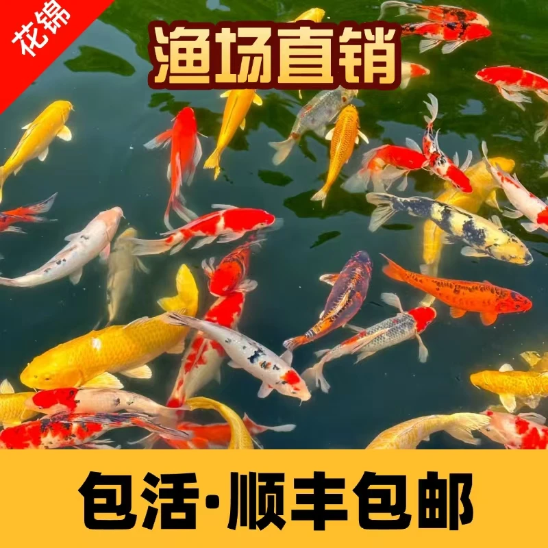 20-23锦鲤混色5条装【顺丰包邮】红白三色火鲤昭和鲱写白写