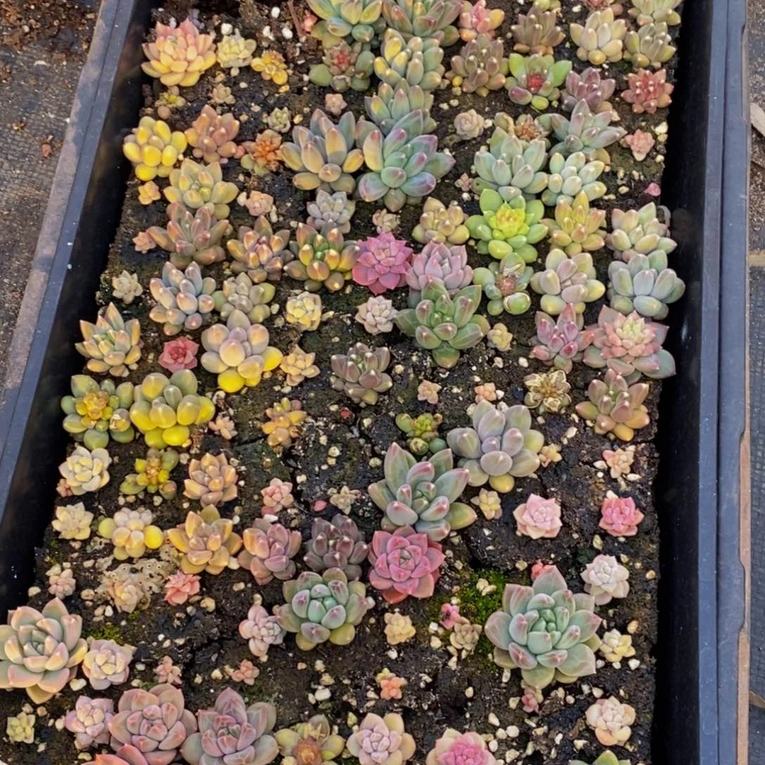 h****h194多肉植物保护研究所所长