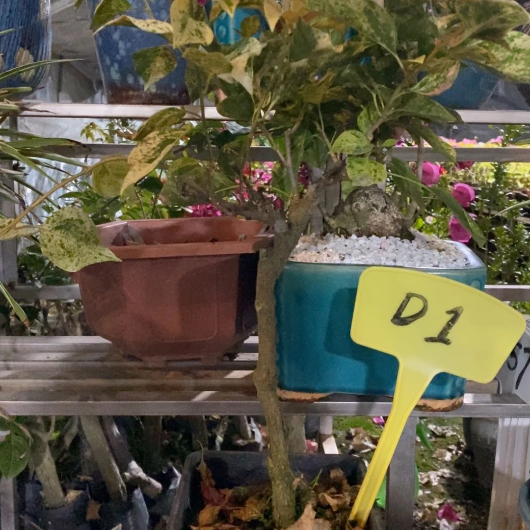 又***斤三角梅沙班艳红D1