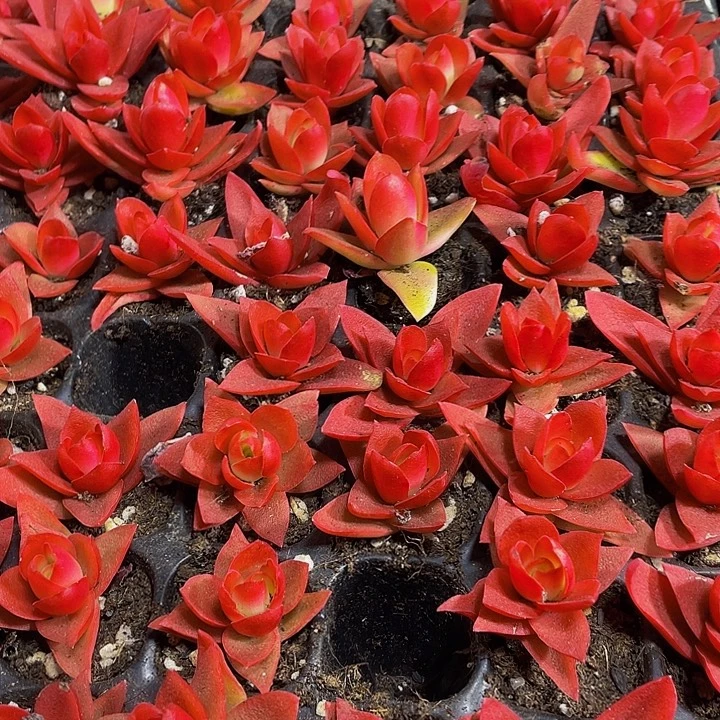 小火鸡1元带土发货