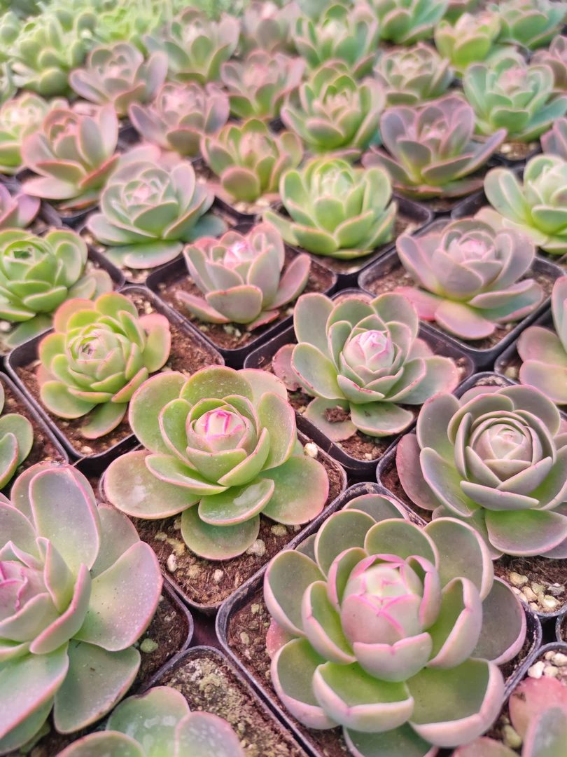 20包邮，山地玫瑰（黄帕带盆）