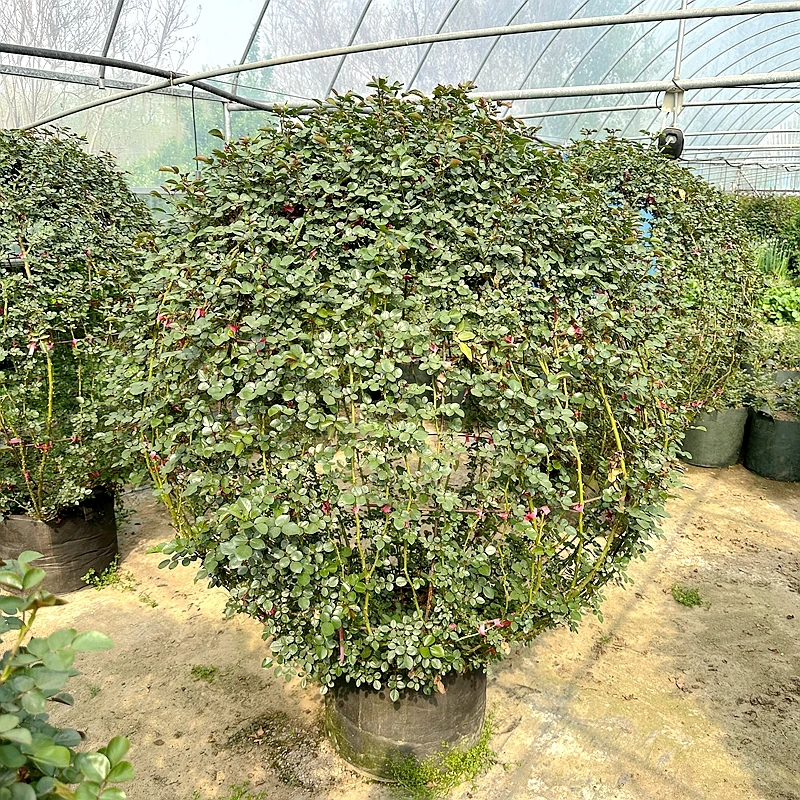 【基地直发】佛洛伦蒂娜球形月季造型爬藤欧月藤本月季大花红色圆形