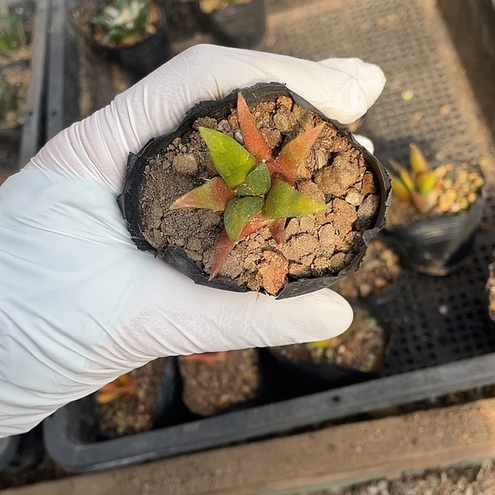 实生锦牡丹特价不退换