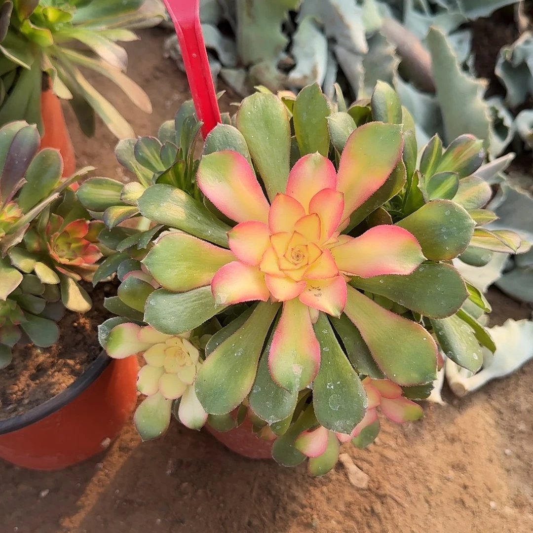 5-67流星雨多肉法师铭文