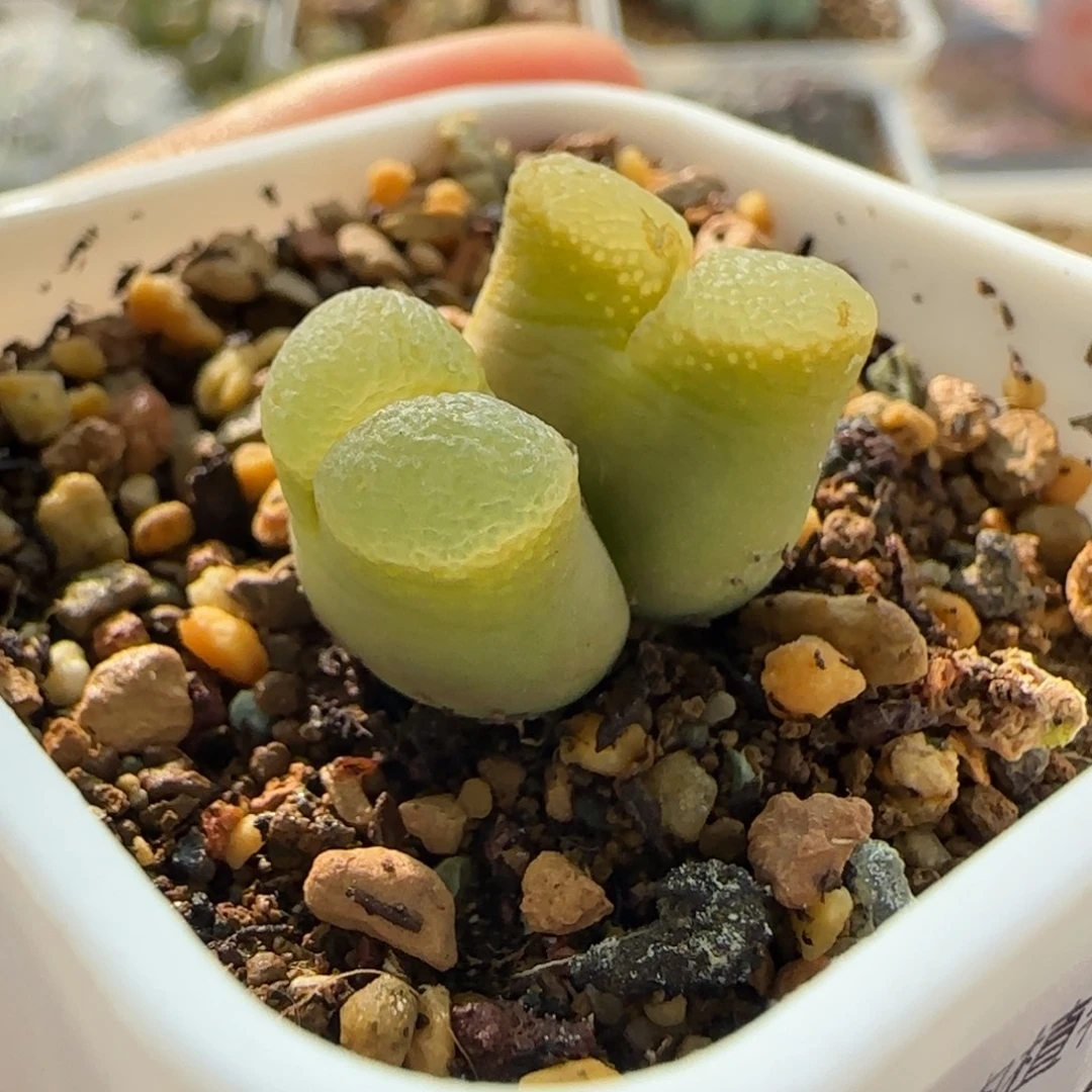 7238 大白多肉植物园