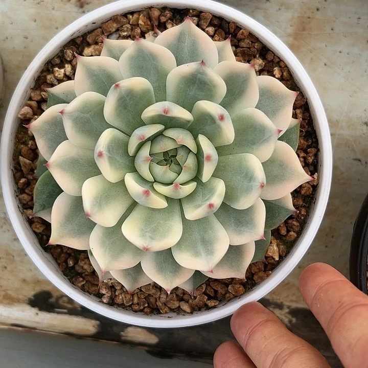 吉娃娃锦多肉植物