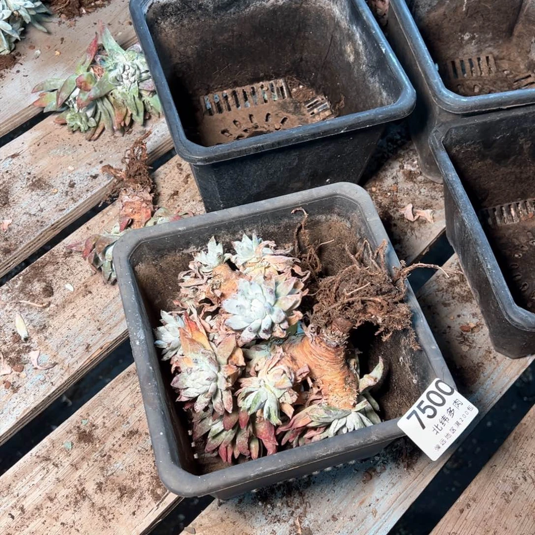 7500哈哈哈哈哈哈哈