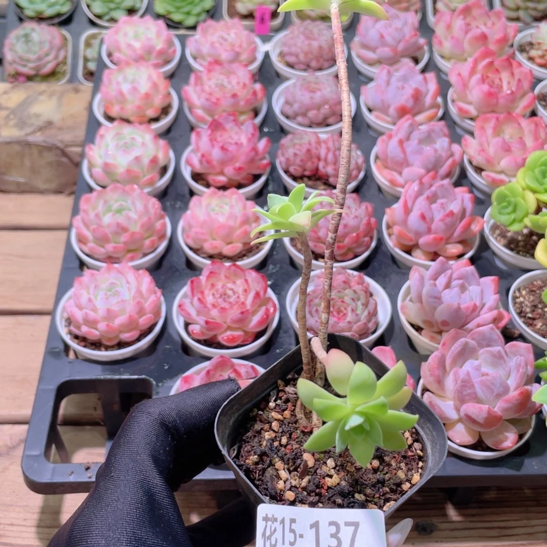 花利美15-137薄化妆