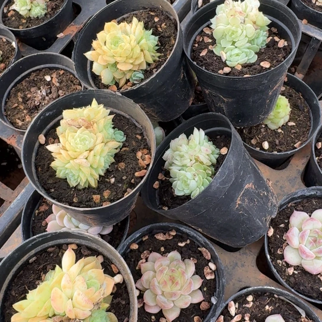 10-39母猪体麦秆五颗量拍发货