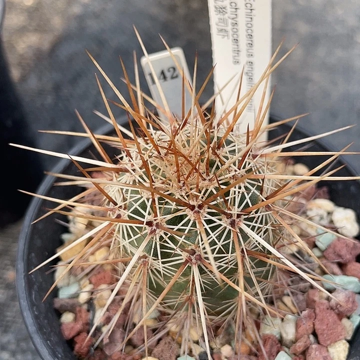 温***良142 犰狳司虾实生裸根发货