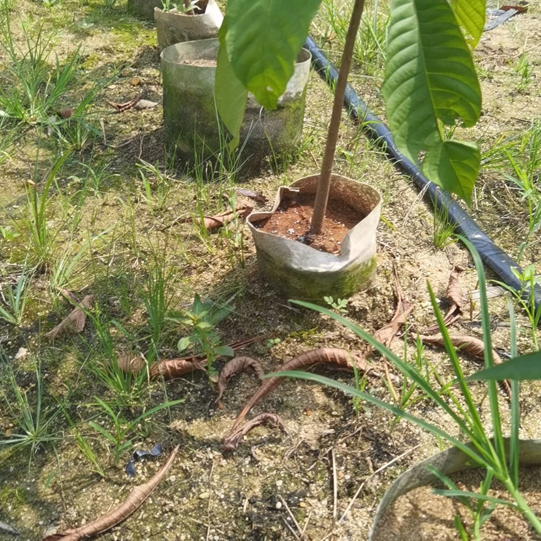 老***陈当前无花栽培后可以开花