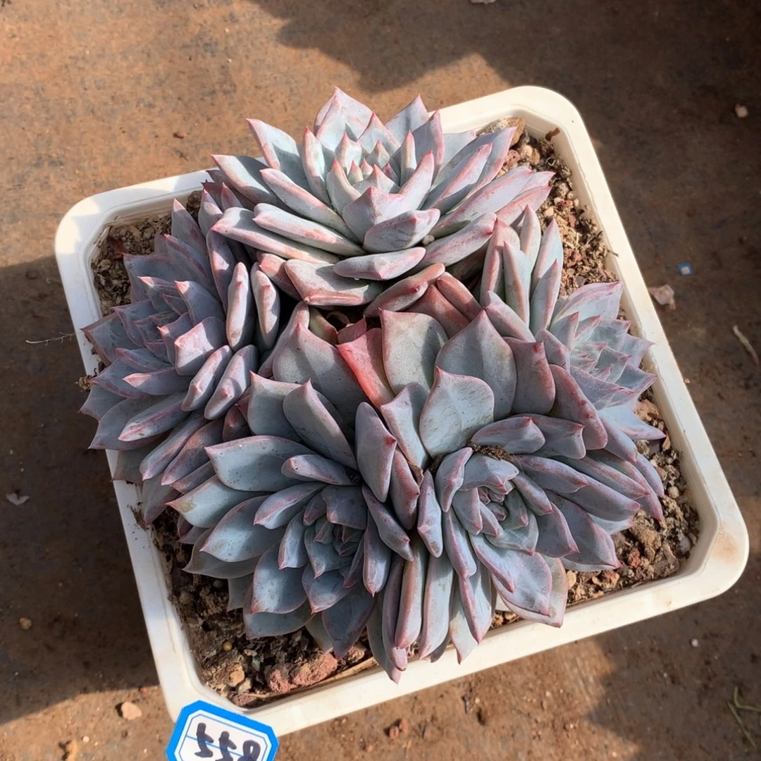 558蓝鸟 一物一拍多肉