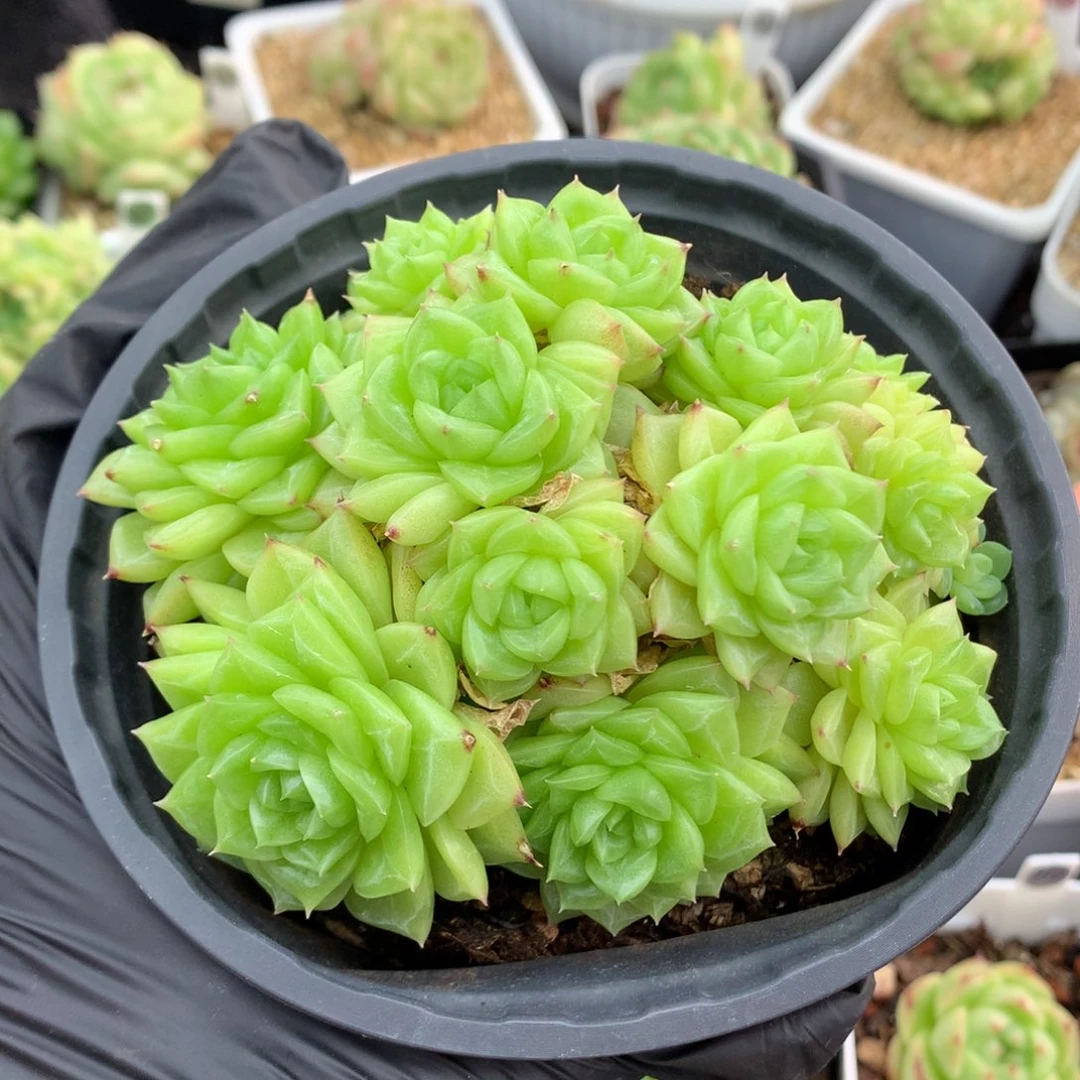 58包邮  群生不包整麦秆群6