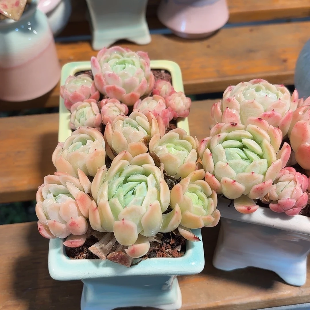 香水贝瑞带盆发货颜色随机
