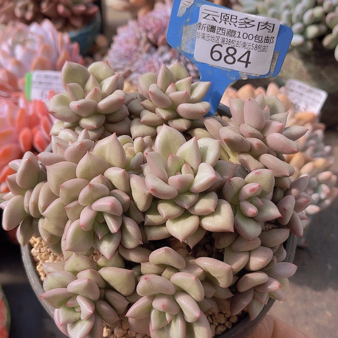 684黄金象牙多肉植物