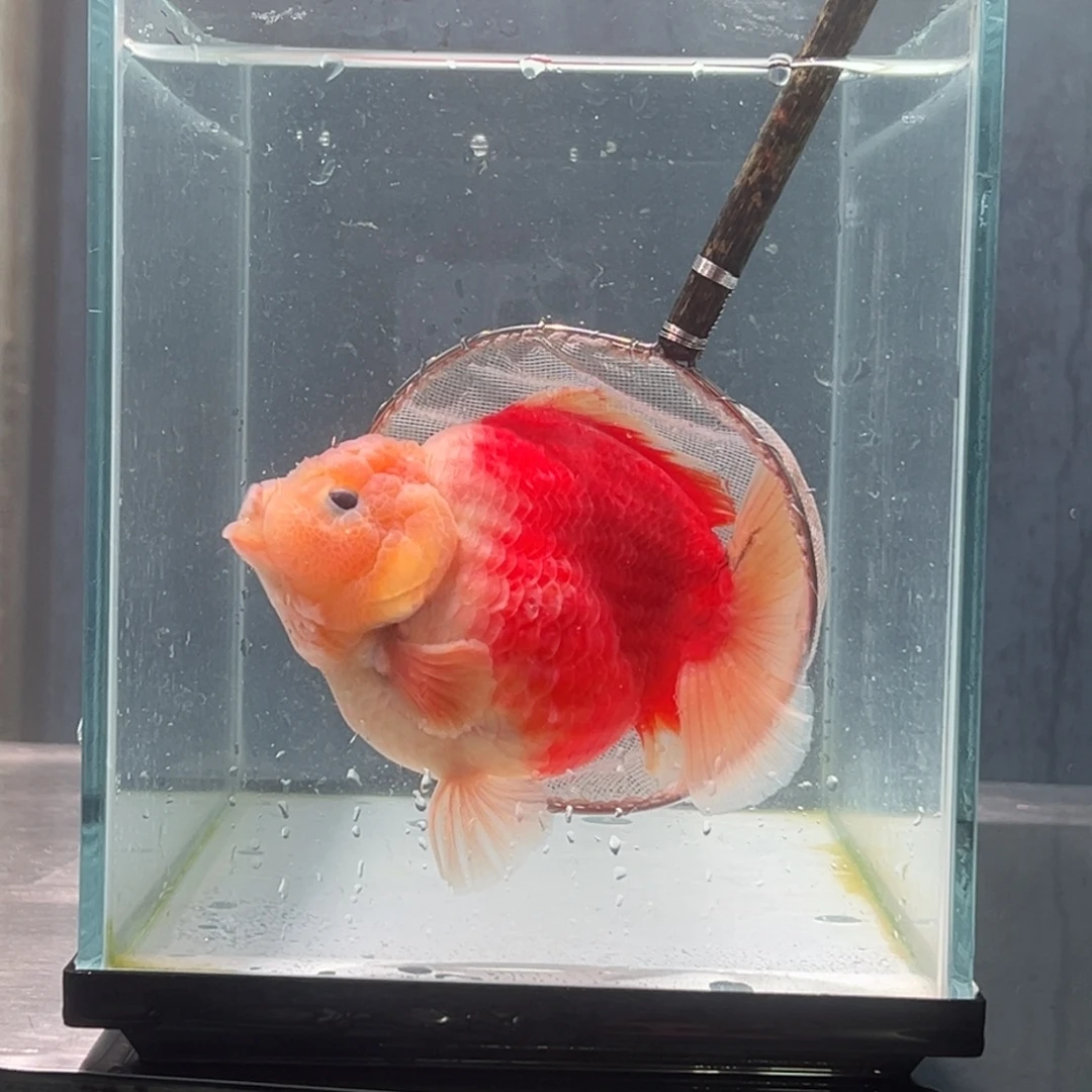 金鱼0546888444556688