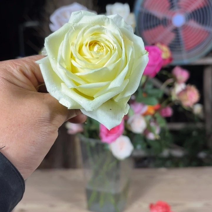 无花朵测试绿黄小苗