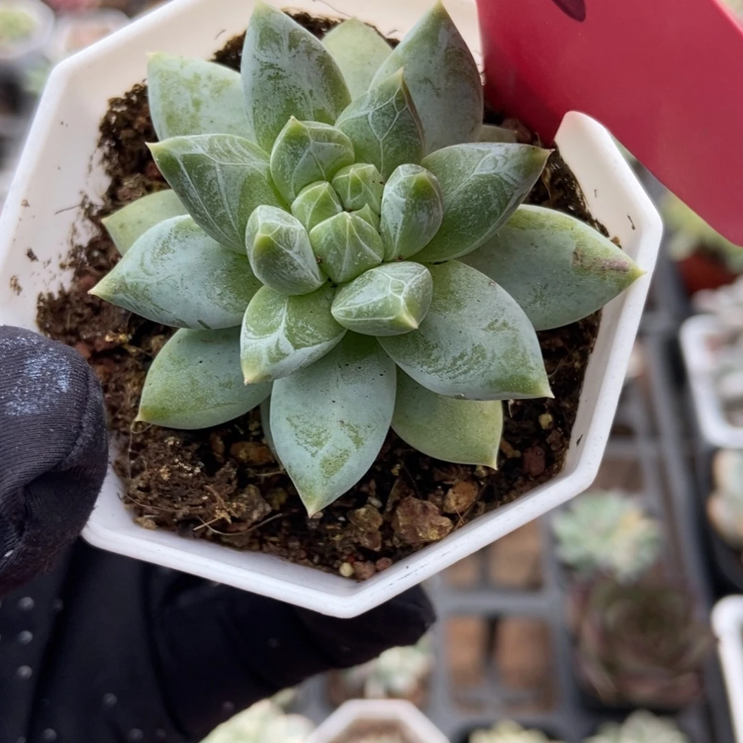 218伊丽莎白多肉植物