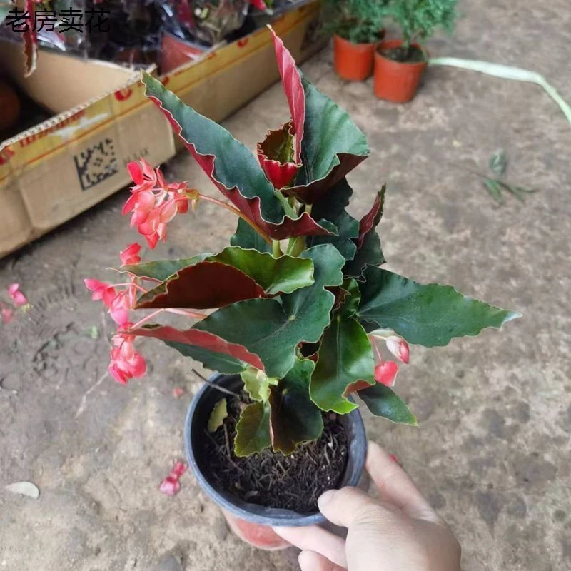 盆栽翅海棠花竹节秋海棠四季带花客厅花卉植物阳台龙观叶观花植物