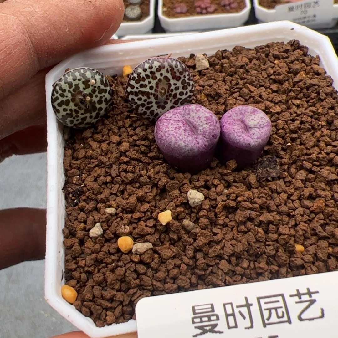 天**公2.23一起多肉植物75