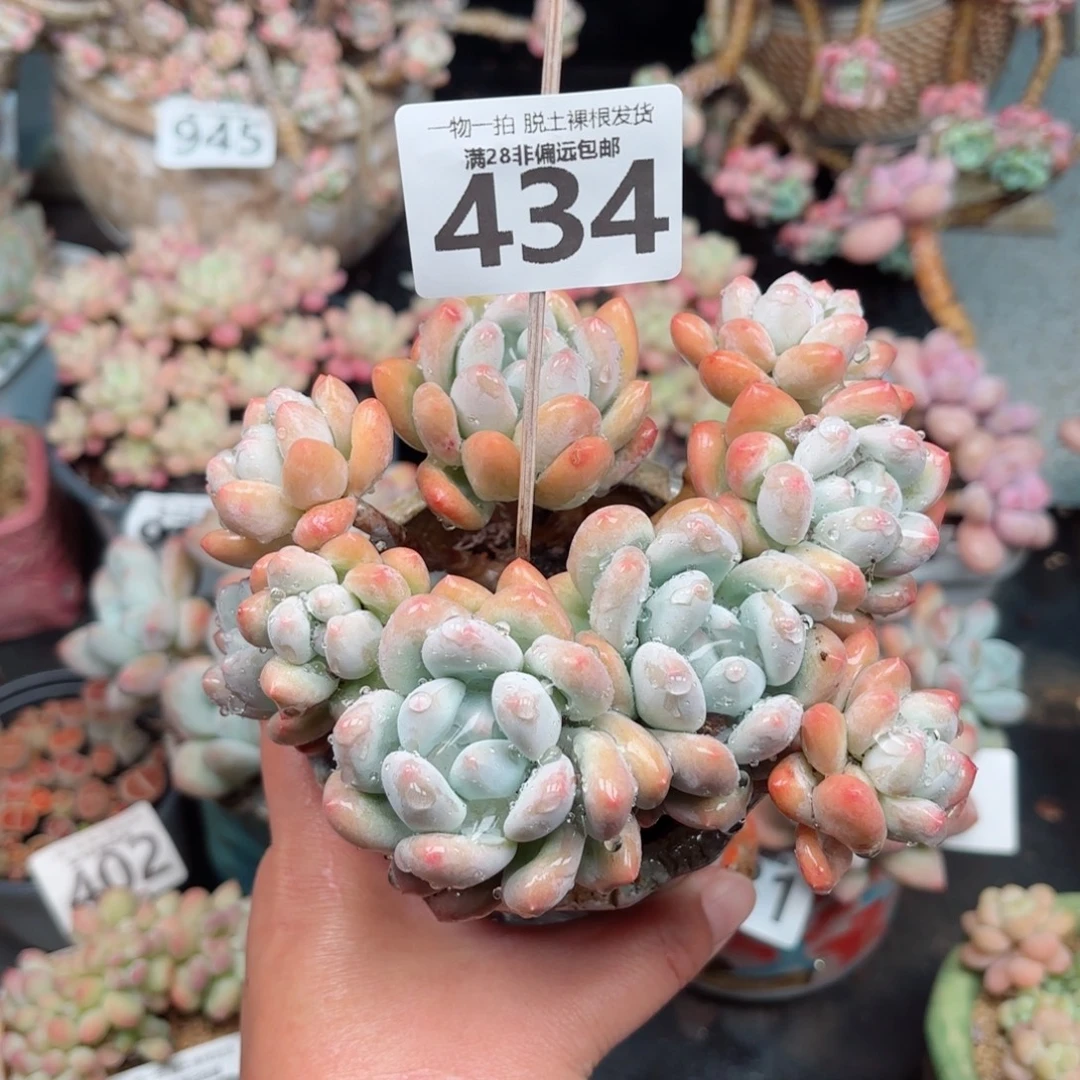 香水老桩无盆土发货