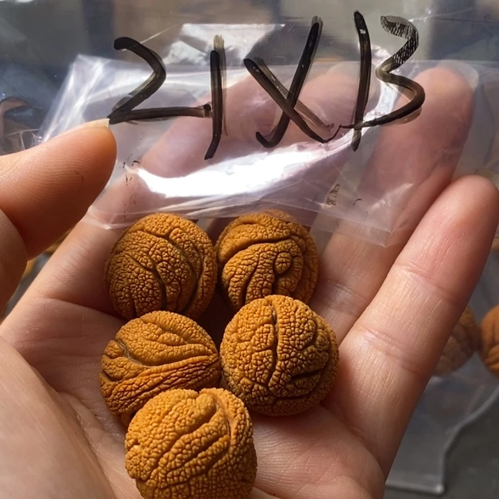 文玩核桃手串秦岭野生龙纹桃核21