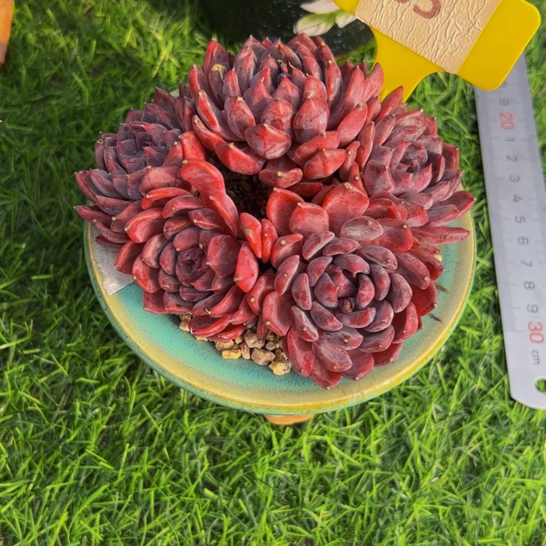 张***肉五头蓝色妖姬小老桩85