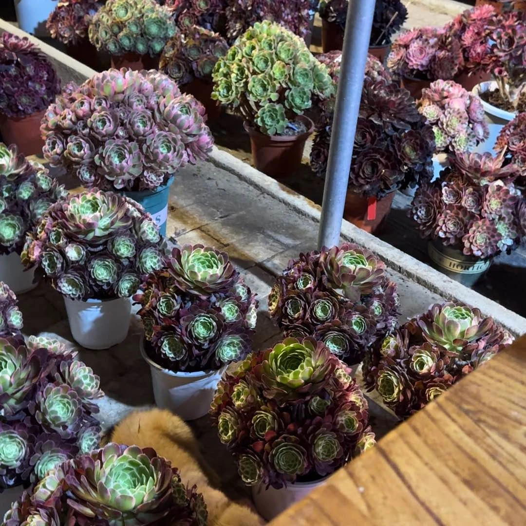 ?****.多肉植物法师盆2个