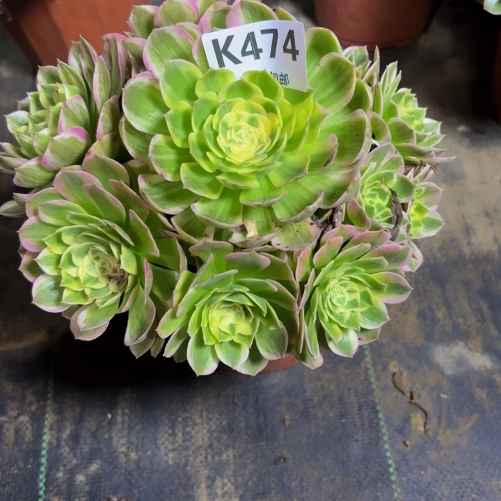 瑞妈。。。。。。。474海王。