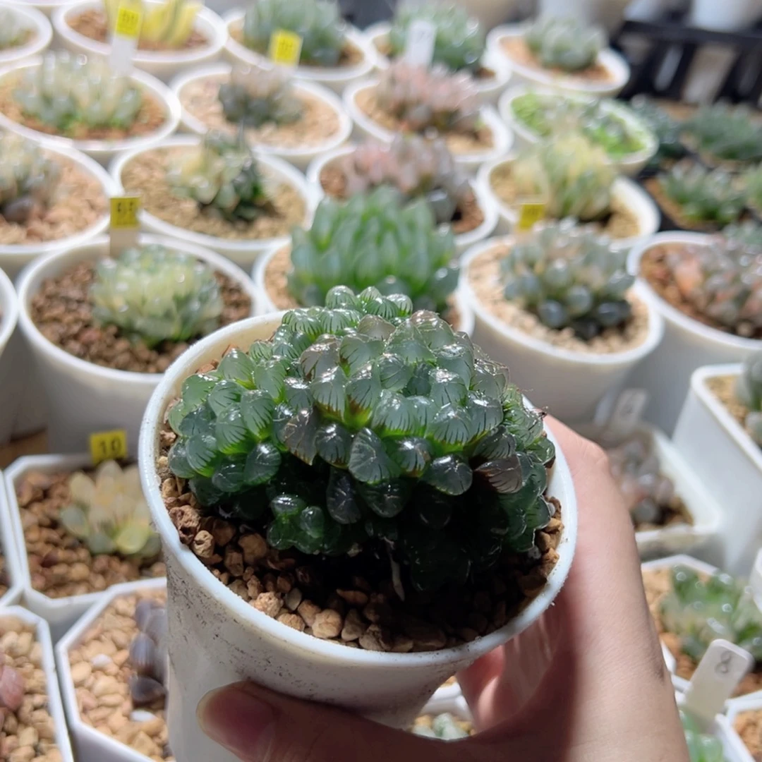 姬玉露群多肉植物