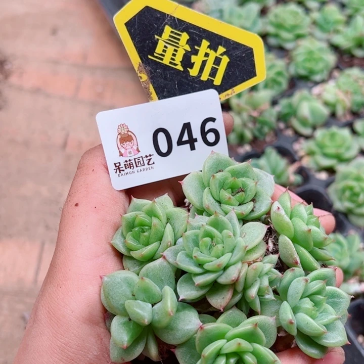 多肉植物多肉植物